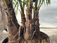 Chinese waaierpalm driedubbele stam - trachycarpus fortunei - hoogte ca. 170 cm - afbeelding 5 van  5
