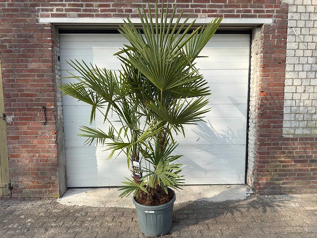 Chinese waaierpalm driedubbele stam - trachycarpus fortunei - hoogte ca. 180 cm - afbeelding 1 van  1