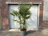 Chinese waaierpalm driedubbele stam - trachycarpus fortunei - hoogte ca. 180 cm - afbeelding 1 van  1