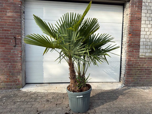 Chinese waaierpalm driedubbele stam - trachycarpus fortunei - hoogte ca. 180 cm - afbeelding 1 van  7