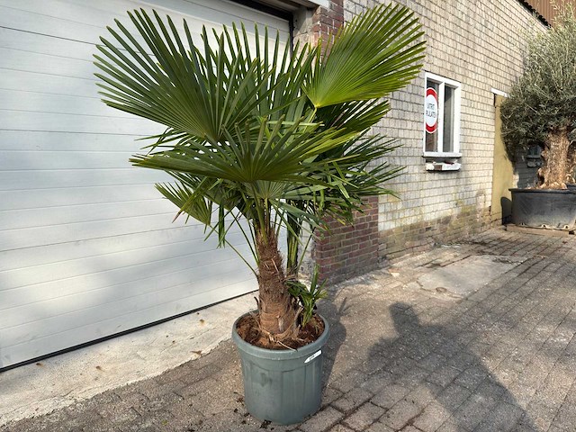 Chinese waaierpalm driedubbele stam - trachycarpus fortunei - hoogte ca. 180 cm - afbeelding 2 van  7