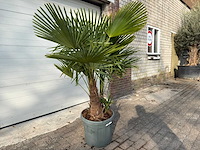 Chinese waaierpalm driedubbele stam - trachycarpus fortunei - hoogte ca. 180 cm - afbeelding 2 van  7