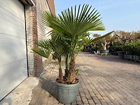 Chinese waaierpalm driedubbele stam - trachycarpus fortunei - hoogte ca. 180 cm - afbeelding 3 van  7