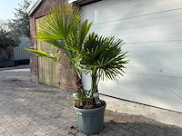 Chinese waaierpalm driedubbele stam - trachycarpus fortunei - hoogte ca. 180 cm - afbeelding 4 van  7