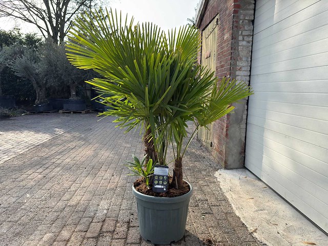 Chinese waaierpalm driedubbele stam - trachycarpus fortunei - hoogte ca. 180 cm - afbeelding 5 van  7