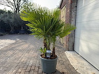 Chinese waaierpalm driedubbele stam - trachycarpus fortunei - hoogte ca. 180 cm - afbeelding 5 van  7