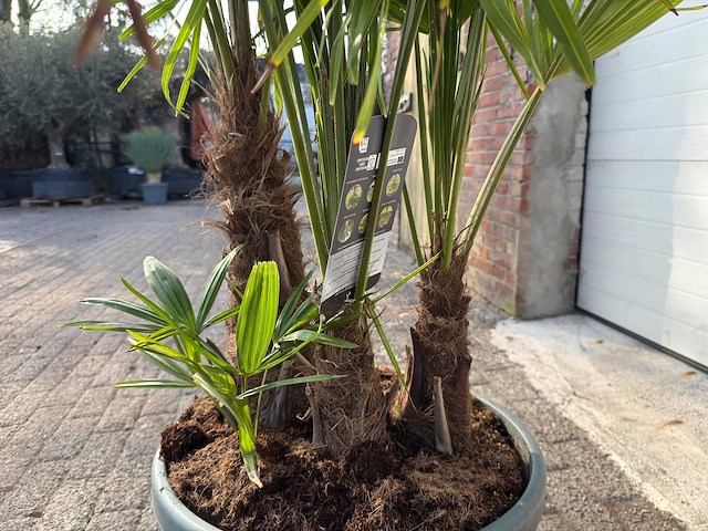 Chinese waaierpalm driedubbele stam - trachycarpus fortunei - hoogte ca. 180 cm - afbeelding 6 van  7