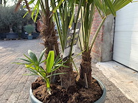 Chinese waaierpalm driedubbele stam - trachycarpus fortunei - hoogte ca. 180 cm - afbeelding 6 van  7