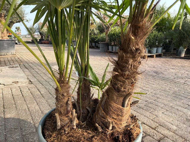 Chinese waaierpalm driedubbele stam - trachycarpus fortunei - hoogte ca. 180 cm - afbeelding 7 van  7
