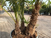 Chinese waaierpalm driedubbele stam - trachycarpus fortunei - hoogte ca. 180 cm - afbeelding 7 van  7