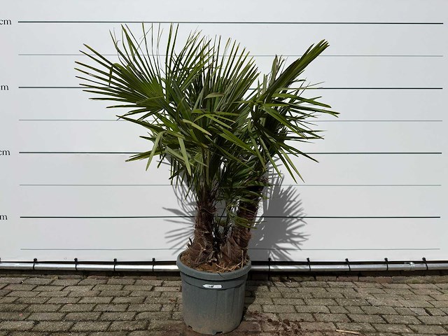 Chinese waaierpalm driedubbele stam - trachycarpus fortunei - hoogte ca. 180 cm - afbeelding 1 van  5