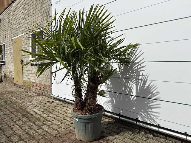 Chinese waaierpalm driedubbele stam - trachycarpus fortunei - hoogte ca. 180 cm - afbeelding 2 van  5