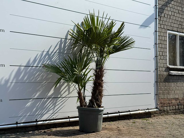 Chinese waaierpalm driedubbele stam - trachycarpus fortunei - hoogte ca. 180 cm - afbeelding 1 van  1