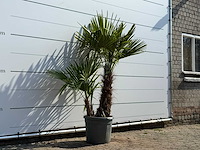 Chinese waaierpalm driedubbele stam - trachycarpus fortunei - hoogte ca. 180 cm - afbeelding 1 van  1