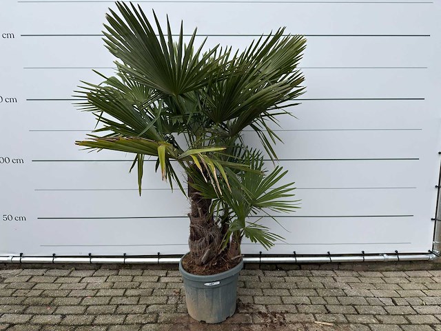 Chinese waaierpalm driedubbele stam - trachycarpus fortunei - hoogte ca. 200 cm - afbeelding 1 van  3