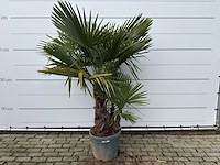 Chinese waaierpalm driedubbele stam - trachycarpus fortunei - hoogte ca. 200 cm - afbeelding 1 van  3
