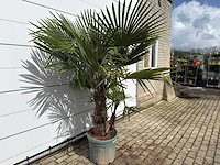 Chinese waaierpalm driedubbele stam - trachycarpus fortunei - hoogte ca. 200 cm - afbeelding 3 van  3
