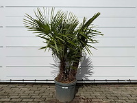 Chinese waaierpalm driedubbele stam - trachycarpus fortunei - hoogte ca. 200 cm - afbeelding 1 van  6