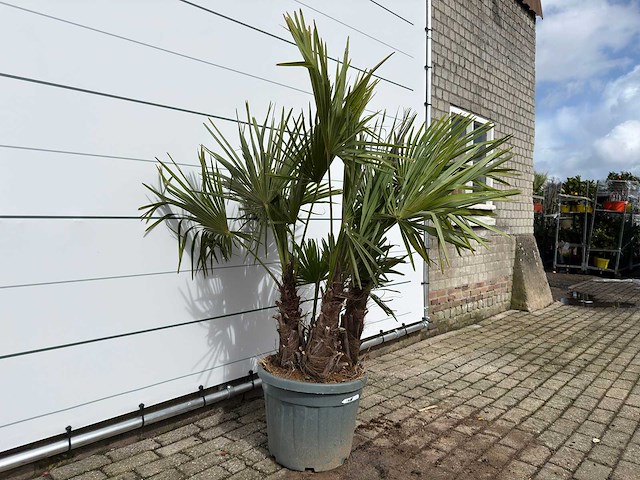 Chinese waaierpalm driedubbele stam - trachycarpus fortunei - hoogte ca. 200 cm - afbeelding 3 van  6