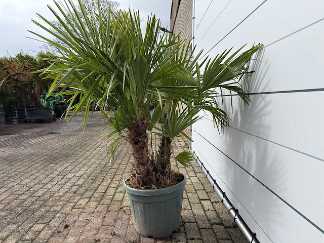 Chinese waaierpalm driedubbele stam - trachycarpus fortunei - hoogte ca. 200 cm - afbeelding 4 van  6