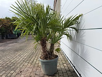 Chinese waaierpalm driedubbele stam - trachycarpus fortunei - hoogte ca. 200 cm - afbeelding 4 van  6