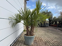 Chinese waaierpalm driedubbele stam - trachycarpus fortunei - hoogte ca. 200 cm - afbeelding 5 van  6