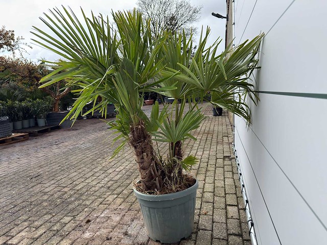 Chinese waaierpalm driedubbele stam - trachycarpus fortunei - hoogte ca. 200 cm - afbeelding 6 van  6