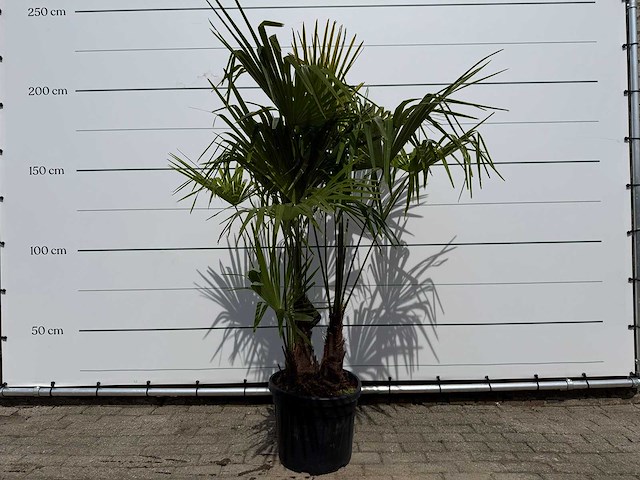 Chinese waaierpalm driedubbele stam - trachycarpus fortunei - hoogte ca. 200 cm - afbeelding 1 van  4