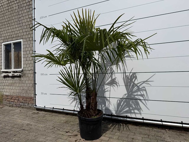 Chinese waaierpalm driedubbele stam - trachycarpus fortunei - hoogte ca. 200 cm - afbeelding 2 van  4