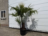 Chinese waaierpalm driedubbele stam - trachycarpus fortunei - hoogte ca. 200 cm - afbeelding 2 van  4