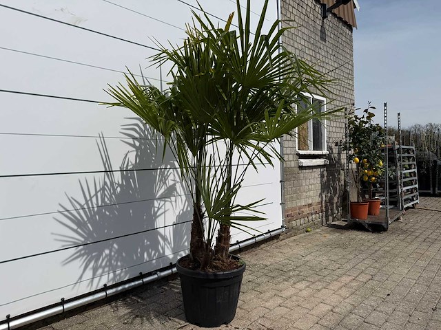 Chinese waaierpalm driedubbele stam - trachycarpus fortunei - hoogte ca. 200 cm - afbeelding 3 van  4