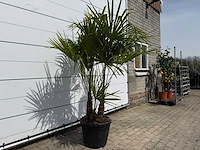 Chinese waaierpalm driedubbele stam - trachycarpus fortunei - hoogte ca. 200 cm - afbeelding 3 van  4