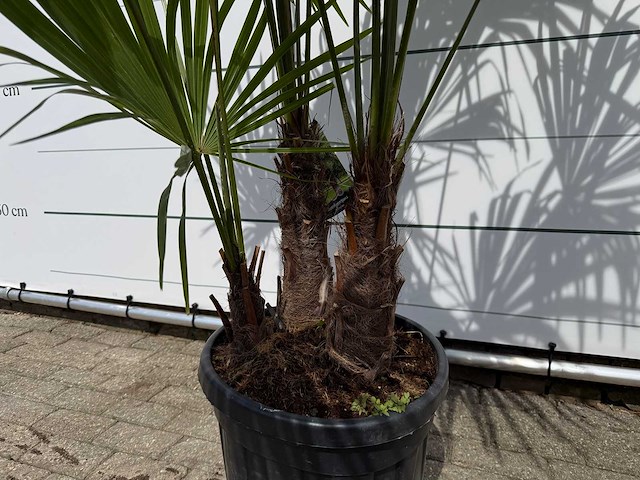 Chinese waaierpalm driedubbele stam - trachycarpus fortunei - hoogte ca. 200 cm - afbeelding 4 van  4