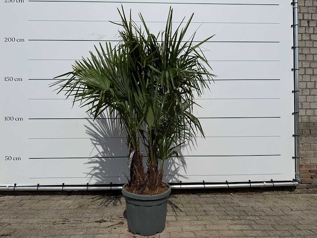 Chinese waaierpalm driedubbele stam - trachycarpus fortunei - hoogte ca. 200 cm - afbeelding 1 van  7