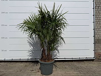 Chinese waaierpalm driedubbele stam - trachycarpus fortunei - hoogte ca. 200 cm - afbeelding 1 van  7