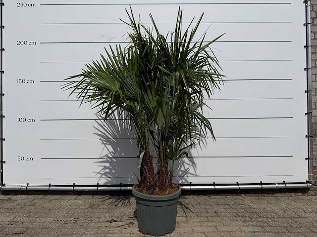Chinese waaierpalm driedubbele stam - trachycarpus fortunei - hoogte ca. 200 cm - afbeelding 2 van  7