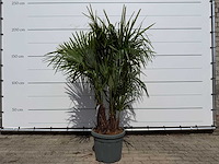 Chinese waaierpalm driedubbele stam - trachycarpus fortunei - hoogte ca. 200 cm - afbeelding 2 van  7