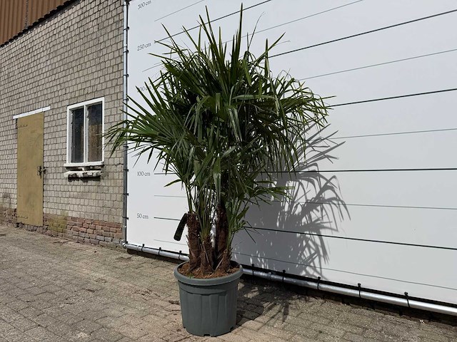 Chinese waaierpalm driedubbele stam - trachycarpus fortunei - hoogte ca. 200 cm - afbeelding 3 van  7