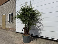 Chinese waaierpalm driedubbele stam - trachycarpus fortunei - hoogte ca. 200 cm - afbeelding 3 van  7