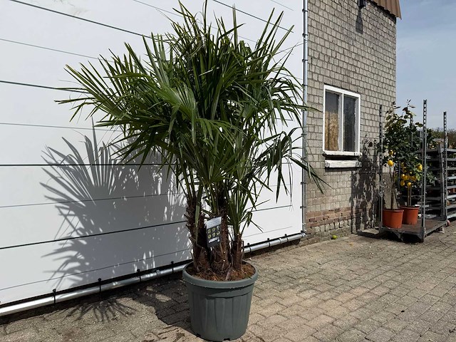 Chinese waaierpalm driedubbele stam - trachycarpus fortunei - hoogte ca. 200 cm - afbeelding 4 van  7