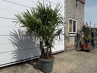 Chinese waaierpalm driedubbele stam - trachycarpus fortunei - hoogte ca. 200 cm - afbeelding 4 van  7