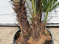 Chinese waaierpalm driedubbele stam - trachycarpus fortunei - hoogte ca. 200 cm - afbeelding 5 van  7