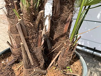 Chinese waaierpalm driedubbele stam - trachycarpus fortunei - hoogte ca. 200 cm - afbeelding 6 van  7