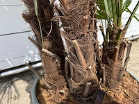 Chinese waaierpalm driedubbele stam - trachycarpus fortunei - hoogte ca. 200 cm - afbeelding 7 van  7