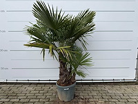 Chinese waaierpalm driedubbele stam - trachycarpus fortunei - hoogte ca. 200 cm - afbeelding 1 van  7