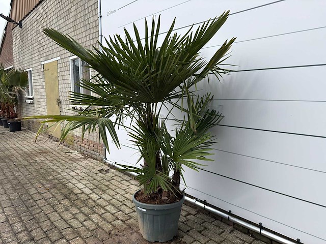 Chinese waaierpalm driedubbele stam - trachycarpus fortunei - hoogte ca. 200 cm - afbeelding 2 van  7