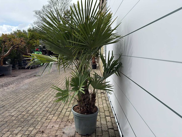 Chinese waaierpalm driedubbele stam - trachycarpus fortunei - hoogte ca. 200 cm - afbeelding 3 van  7