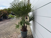 Chinese waaierpalm driedubbele stam - trachycarpus fortunei - hoogte ca. 200 cm - afbeelding 3 van  7