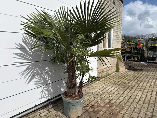 Chinese waaierpalm driedubbele stam - trachycarpus fortunei - hoogte ca. 200 cm - afbeelding 4 van  7