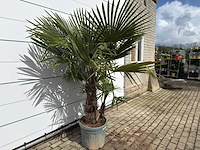 Chinese waaierpalm driedubbele stam - trachycarpus fortunei - hoogte ca. 200 cm - afbeelding 4 van  7